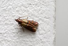 Lebensmittelmotte - Foto: Andrea Warnecke/dpa-tmn