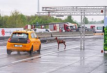 Crashtest - Vorstellung einer Studie zu Wildunfällen - Guido Kirchner/dpa