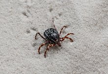 Doppelt so gro&szlig; wie heimische Artgenossen: Die Hyalomma-Zecke. - Andrea Schnartendorff/Robert Koch-Institut/dpa