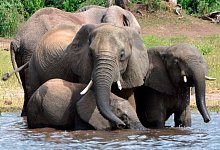 Elefanten in Botsuana - Foto: Charmaine Noronha/AP/dpa