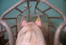 Eine Muttersau sitzt in einer Schweinezucht in einem Schutzk&auml;fig. - Sebastian Gollnow/dpa/Symbolbild