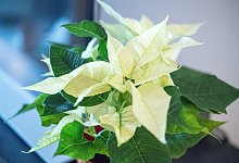 Weihnachtsstern mit wei&szlig;en Bl&auml;ttern - Foto: Andrea Warnecke/dpa-tmn