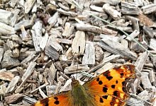 Schmetterling - Freya K&ouml;hring