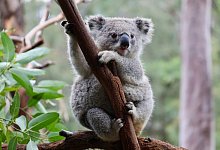 Auf einer Eukalyptusplantage in Australien gibt Tiersch&uuml;tzern der Tod von mehreren Koalas R&auml;tsel auf. - -/AUSSIE ARK/dpa
