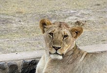 L&ouml;wen in Kenia - DB Krafczyk/dpa