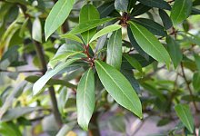 Lorbeerbaum - Foto: Andrea Warnecke/dpa-tmn