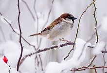 Spatz im Winter - Foto: picture alliance / Julian Stratenschulte/dpa