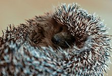 Igeln beim &Uuml;berwintern helfen - Foto: Patrick Pleul/dpa-Zentralbild/dpa