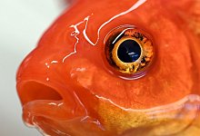 Fischtier&auml;rztin Sandra Lechleiter - Foto: Uli Deck/dpa