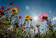 Blumen - Foto: Frank Rumpenhorst/dpa/dpa-tmn