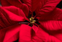 Weihnachtsstern - Foto: Andrea Warnecke/dpa-tmn