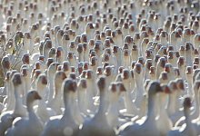 Nachfrage nach G&auml;nsen hoch - Foto: Matthias Bein/dpa-Zentralbild/dpa