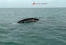 Grauwal - Foto: Guardia Costiera/dpa