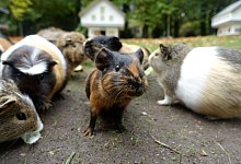 Meerschweinchen sitzen in einem Garten - Foto: Andrea Warnecke