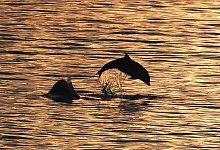 Delfine - Owen Humphreys/PA/dpa