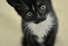 Katze - Foto: Fredrik von Erichsen/dpa