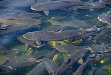 Fische - picture alliance / dpa