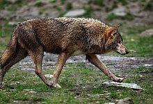 Wolf - Karl-Josef Hildenbrand/dpa
