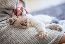 Eine Frau kuschelt mit einer Katze - Christin Klose/dpa-tmn