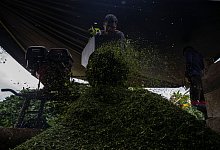 Koka: Anbau und Verarbeitung - Edinson Arroyo/dpa