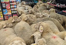 Schafe im PENNY Supermarkt - -/REWE Group/dpa