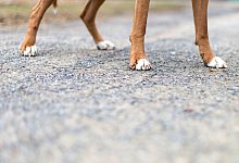 Hundepfoten - Foto: Sebastian Gollnow/dpa