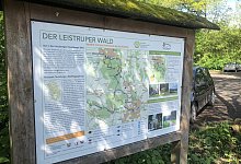 Leistruper Wald - Silke Buhrmester