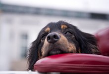 Hund - Foto: Daniel Naupold/Symbolbild