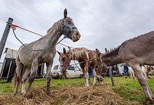 Wilbaser Viehmarkt - Torben Gocke