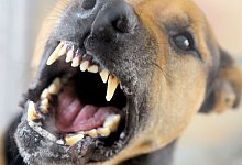 Ein Hund fletscht die Z&auml;hne - Soeren Stache/dpa-Zentralbild/dpa-tmn