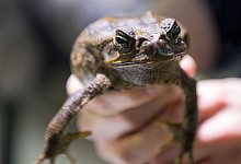 Aga-Kr&ouml;te - picture alliance / Monika Skolimowska/dpa