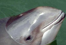 Schweinswal - Wolfgang Runge/dpa