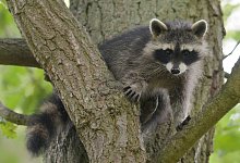 Waschb&auml;r - Uwe Zucchi/dpa