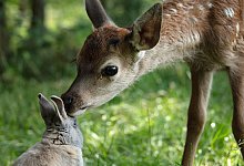 Kinostart - "Bambi - Eine Lebensgeschichte aus dem Walde" - Eric Travers/SquareOne Entertainment/dpa