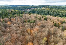 Wald - Sebastian Kahnert/dpa