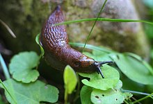 Schnecken und M&auml;use - Foto: Karl-Josef Hildenbrand