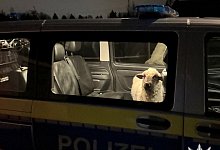 Polizei rettet Schaf auf Abwegen - Polizeipr&auml;sidium Konstanz/dpa