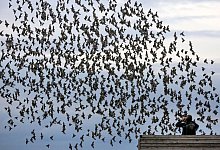 Naturschauspiel - Stare am Federsee - Thomas Warnack/dpa