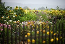 Mehr Unordnung im Garten - Foto: Arno Burgi/dpa-Zentralbild/dpa-tmn