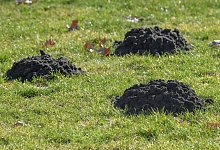 Maulwurfshügel - Patrick Pleul/dpa/dpa-tmn