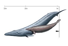 Wal - Cullen Townsend/-/dpa