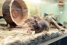 Goldhamster in einem Gehege einer Zoofachhandlung - Caroline Seidel/dpa-tmn