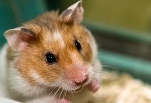 Ein Goldhamster im Käfig - Jens Schierenbeck/dpa-tmn