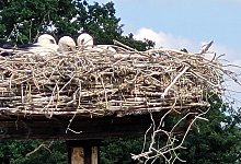 storche-vier - Astrid Sewing