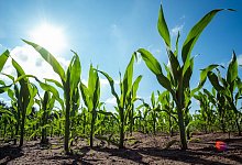 Gentechnik - Mohssen Assanimoghaddam/dpa