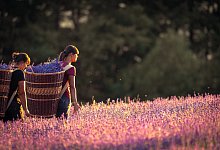 Lavendel - Archivfoto: Torben Gocke