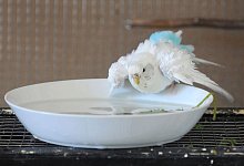 Ab ins Bad? - Caroline SeidSeidel-Di&szlig;mannel/dpa-tmn