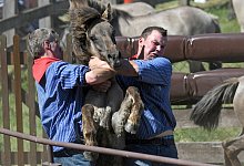 Wildpferdefang im Merfelder Bruch - dpa