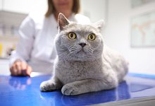 Katze beim Tierarzt - Karolin Krämer/dpa-tmn