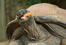Riesenschildkr&ouml;te Schurli - Foto: Daniel Zupanc/-/dpa
